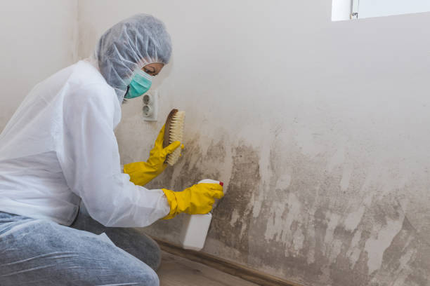 Best DIY Mold Remediation Support Services in Rosaryville, MD