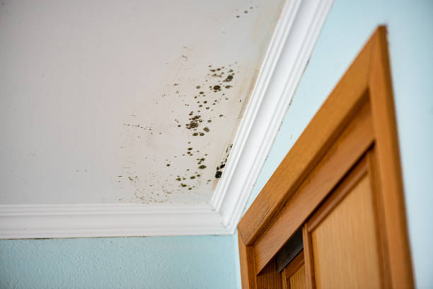 Best Emergency Mold Remediation in Rosaryville, MD