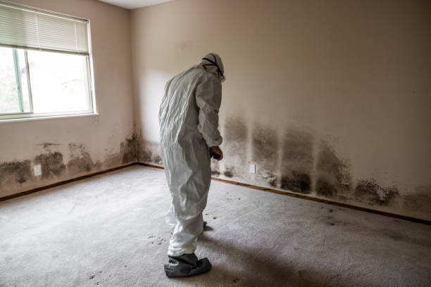 Best Post-Flood Mold Remediation in Rosaryville, MD